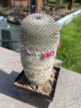 Mammillaria spec. T9